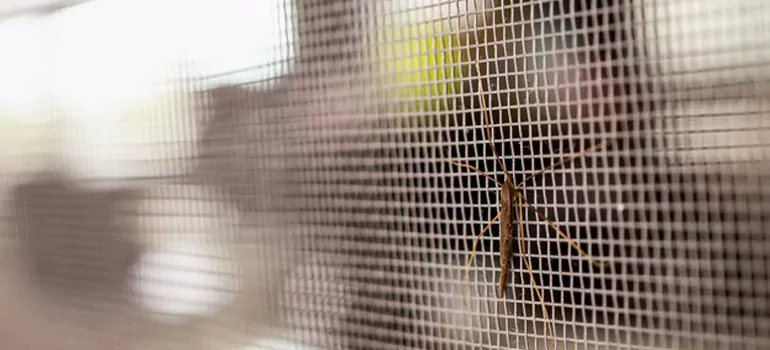 Repair Mosquito Mesh For Windows in Bay Point, CA